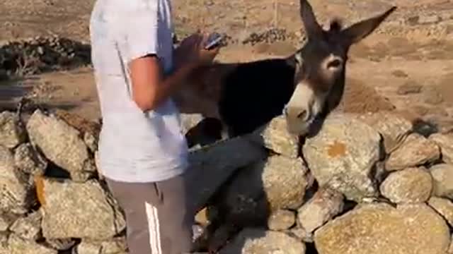 Would You Pick iPhone or Donkey