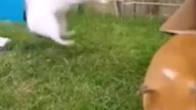 Guinea pigs playing