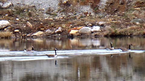 Canada Geese Landing