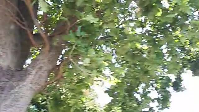 Himmel in Berlin am 11.08.2022 um 14:28 Uhr