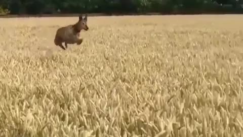 THE JUMPING DOG