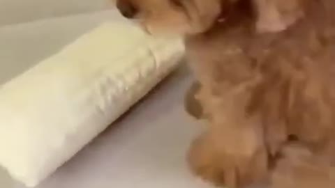 Celo Pets - Animais Engraçados