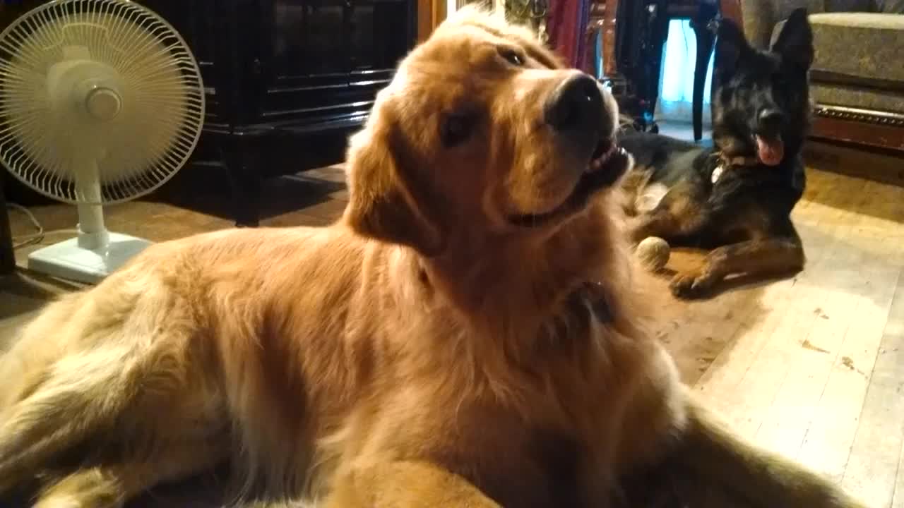 Bo The Golden Cooling Off