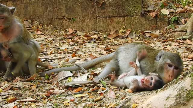 Funny Animals, monkey happy#10#Love animals.