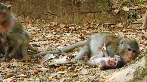 Funny Animals, monkey happy#10#Love animals.