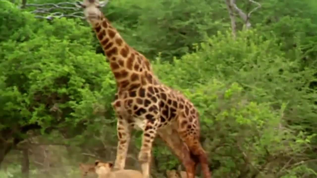 Wild Animals Fighting - Lion vs Giraffe