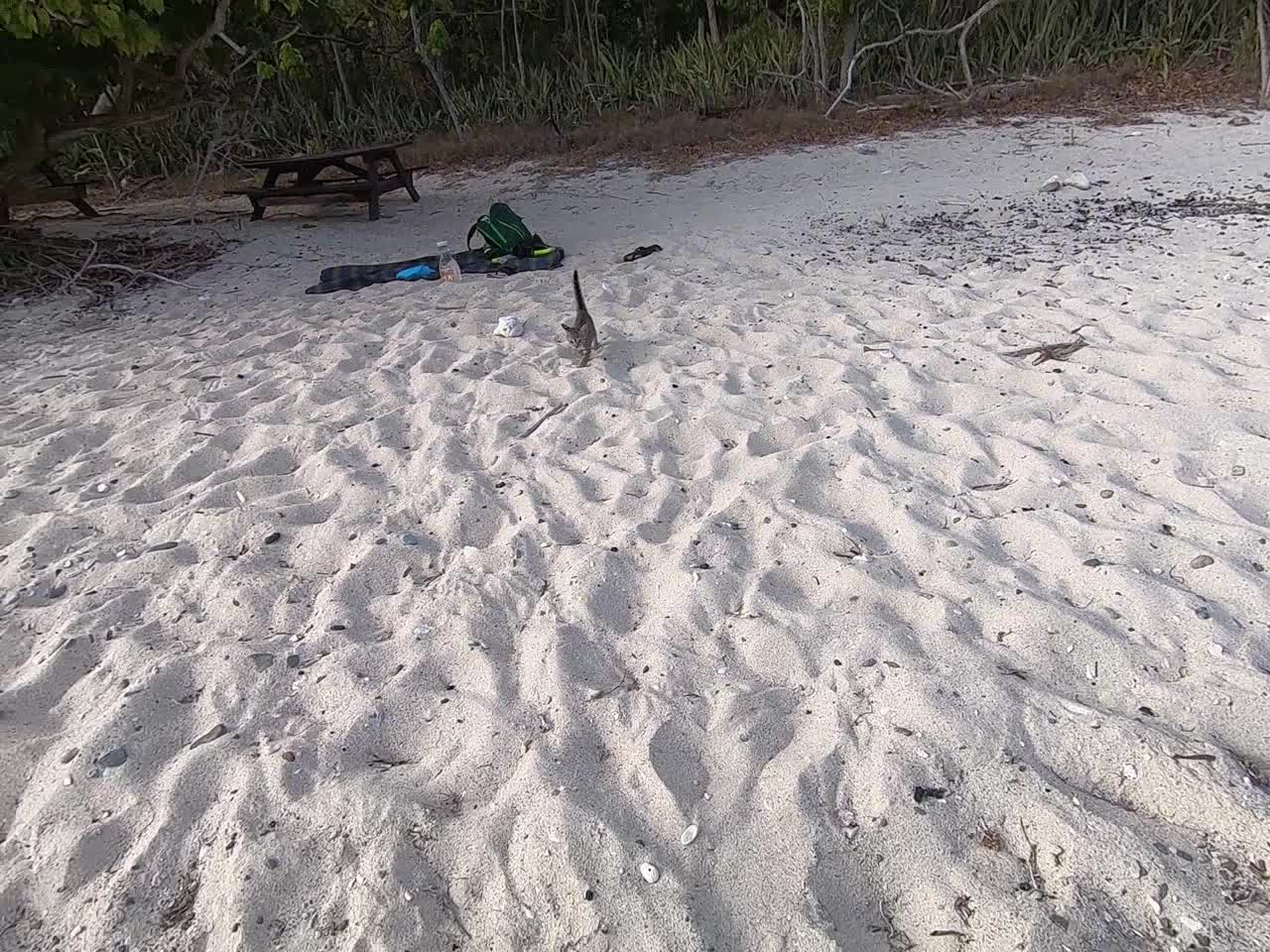 Kitten running down the beach