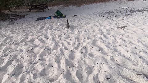 Kitten running down the beach