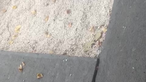 Man Gets Reunited With His Dog After Three Years