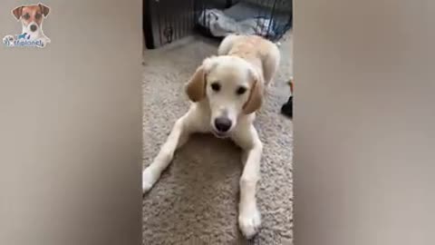 Angry funny dogs , cats that will make you laugh