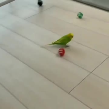 Green parrot. Lovely. He plays with plastic balls. inside his room. he is happy. Really beautiful