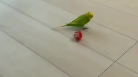 Green parrot. Lovely. He plays with plastic balls. inside his room. he is happy. Really beautiful