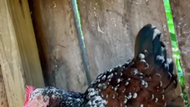 Who Else Wants To Be Successful With CHICKENS