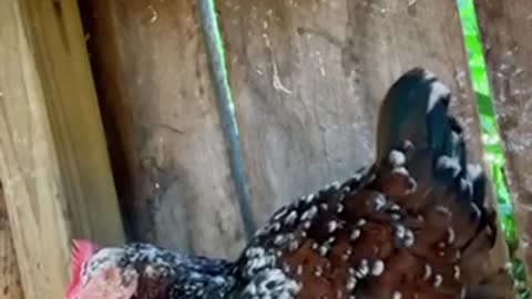 Who Else Wants To Be Successful With CHICKENS