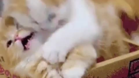 Funny Animals video