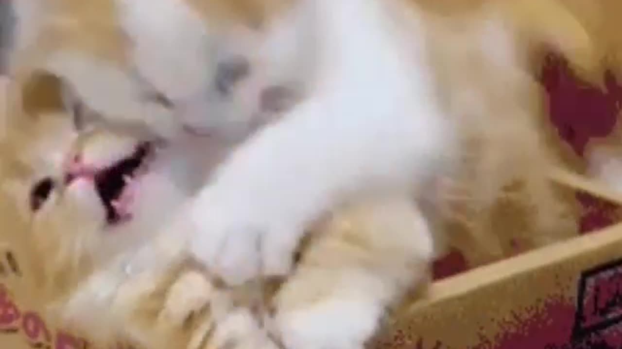 Funny Animals video