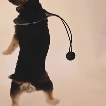Cute Dog Stand Playing