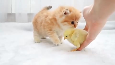 Cute baby cat and baby hen