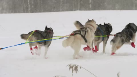 Group of imposing sled canines running in the snow