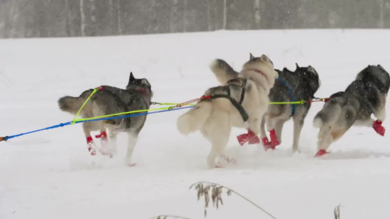 Group of imposing sled canines running in the snow