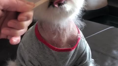 Cute dogs only listen well when they eat ice cream.