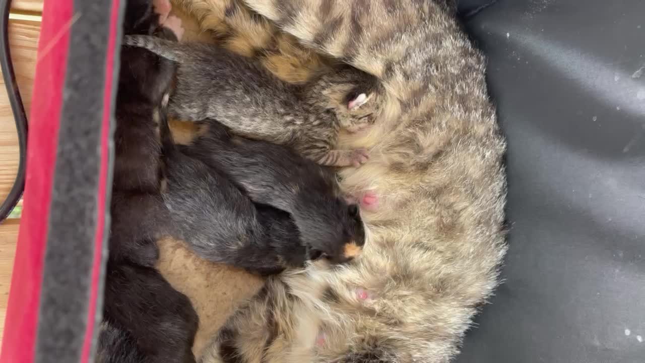 2 day old kittens sibling rivalry