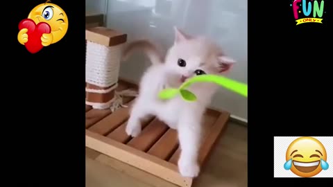 Funny animal videos 🤣🤣😂
