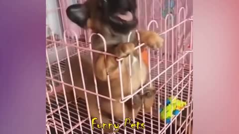 Best Funny Cats and Dogs Compilation ♥ Cute Baby Animals & Funny Pets 04 #Shorts