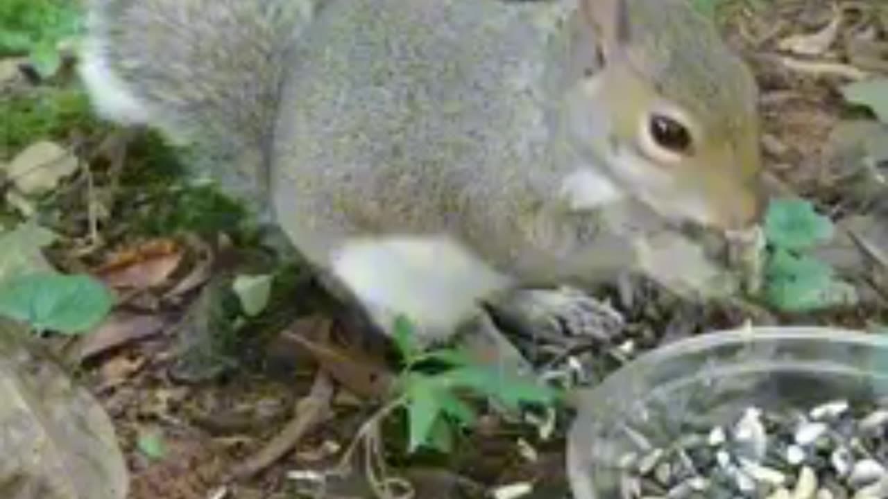 Must watch this cute and adorable squirrel 😍