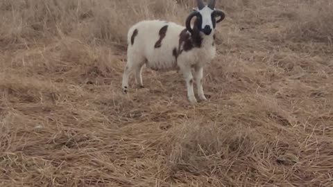 Midday Sheep Check