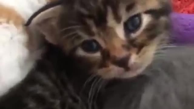Cat cat cat chat