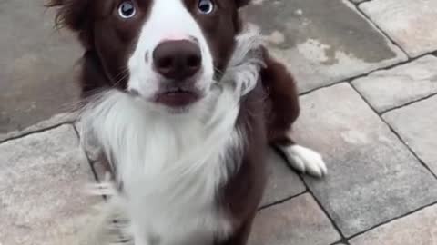 cute dog showing what he learned from his owner