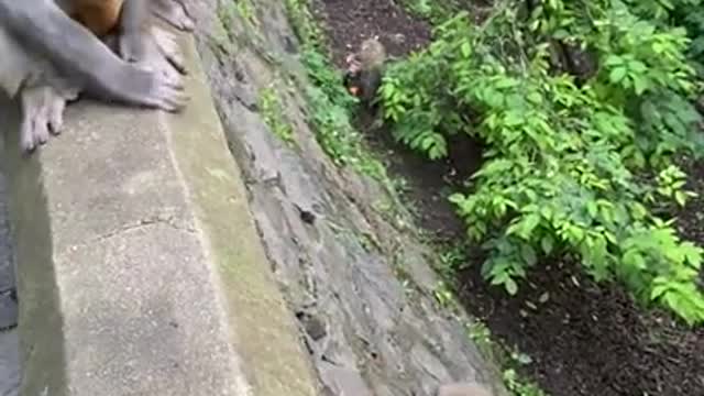 Cute Monkey China & Funny Love monkey| Animals Love