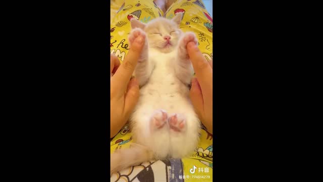 Cute baby animals compilation o