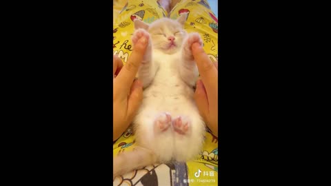 Cute baby animals compilation o