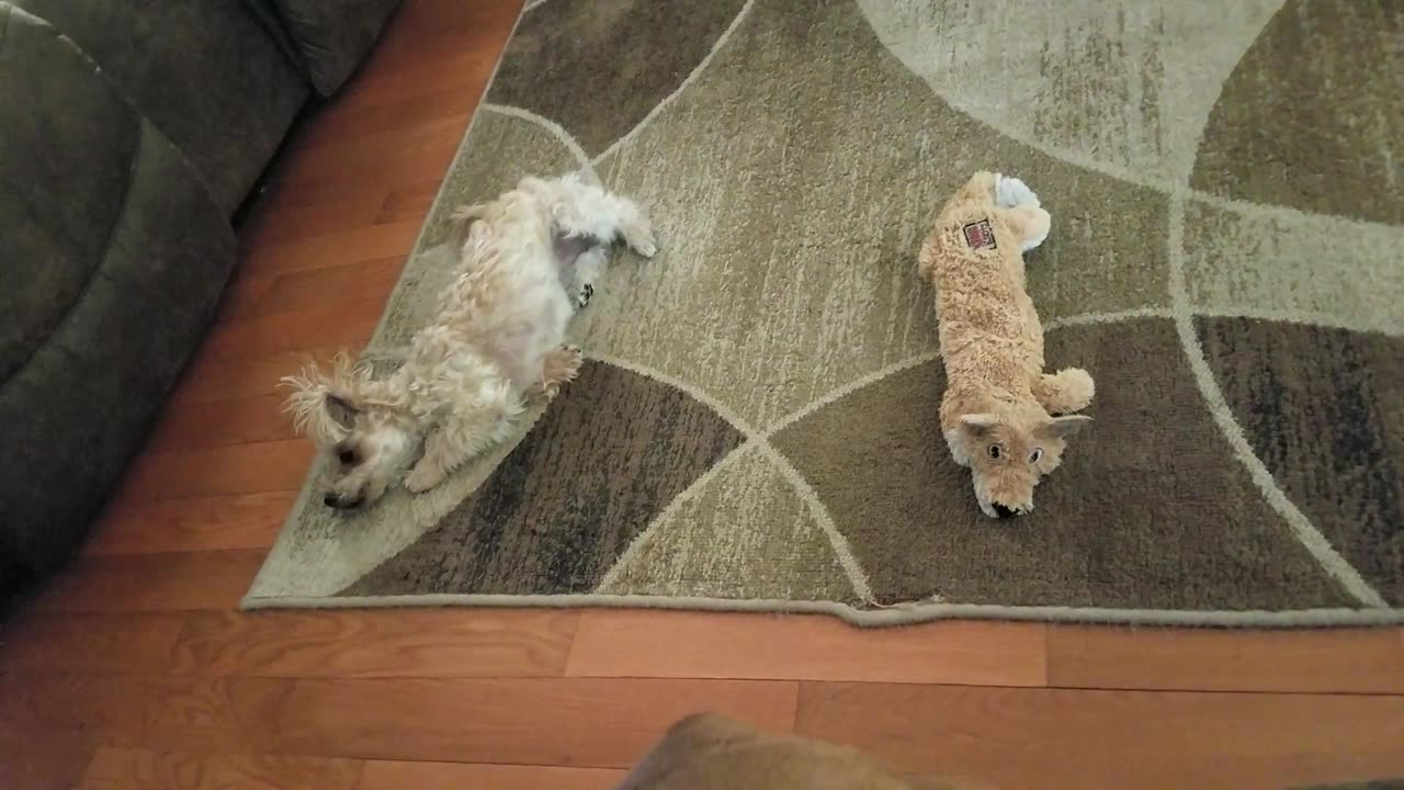 Chupi Grrr Grring on Carpet