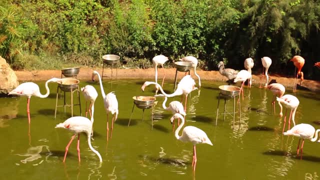 A wonderful view of a flock of flamingos while they are eating inside the lake in the zoo