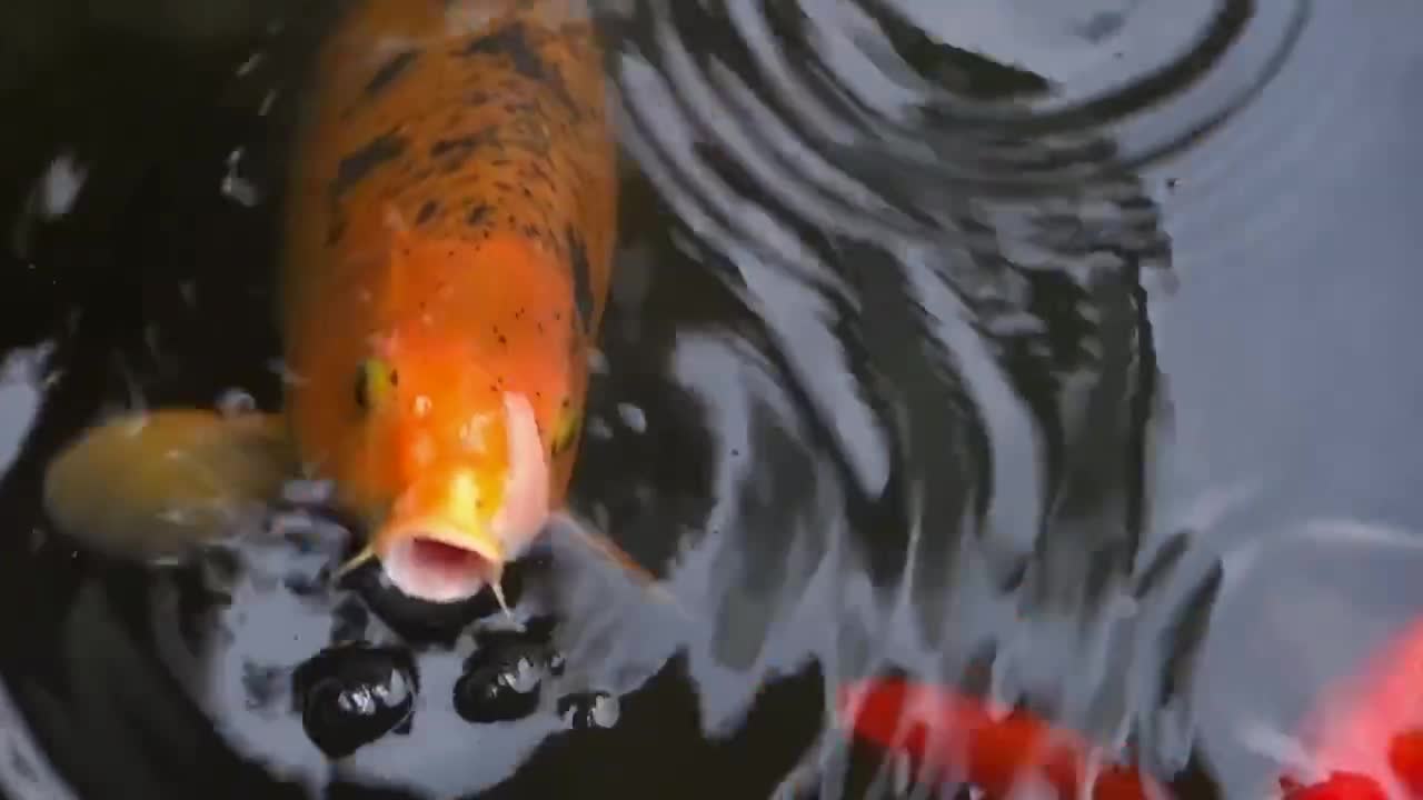 Free Koi Fish in Pond Stock Video