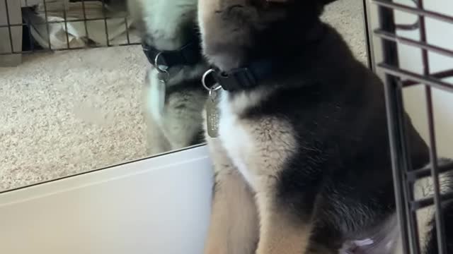 PUPPY CONFUSED BY MIRROR REFLECTION