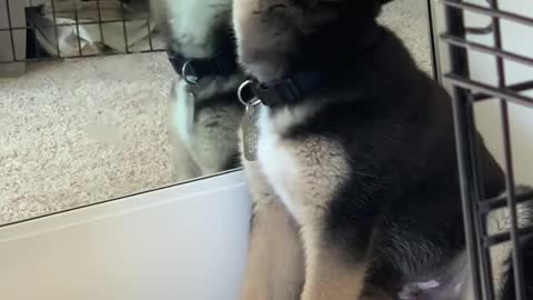 PUPPY CONFUSED BY MIRROR REFLECTION