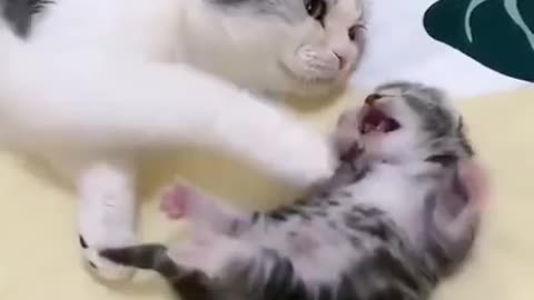 mommy cat hugs baby kitten having a nightmare bad dream