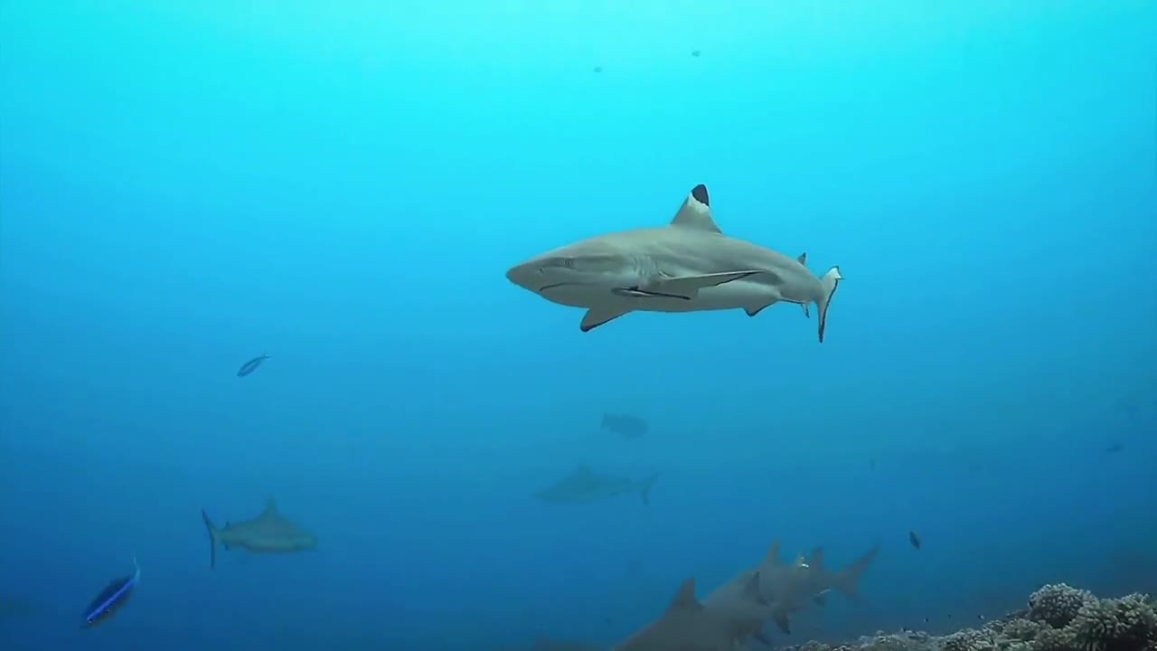 shark walking in the sea