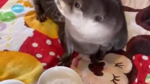 Let's eat fish with Otter Dai 2