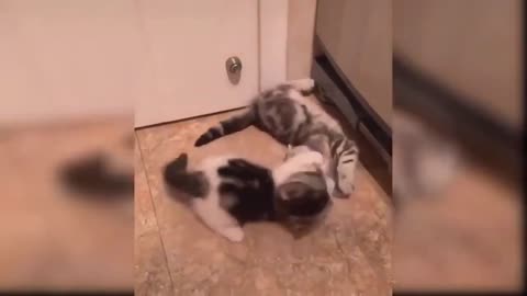 Funny Cats 😺 Funniest Cat Videos 2022 🤣