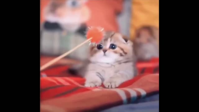 Baby Cats - Cute and Funny Cat Videos Compilation pt7 | Cute cats of the world