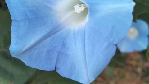 Beautiful little blue flowers