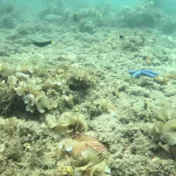 Underwater Wonders, Snorkeling Adventures Await!