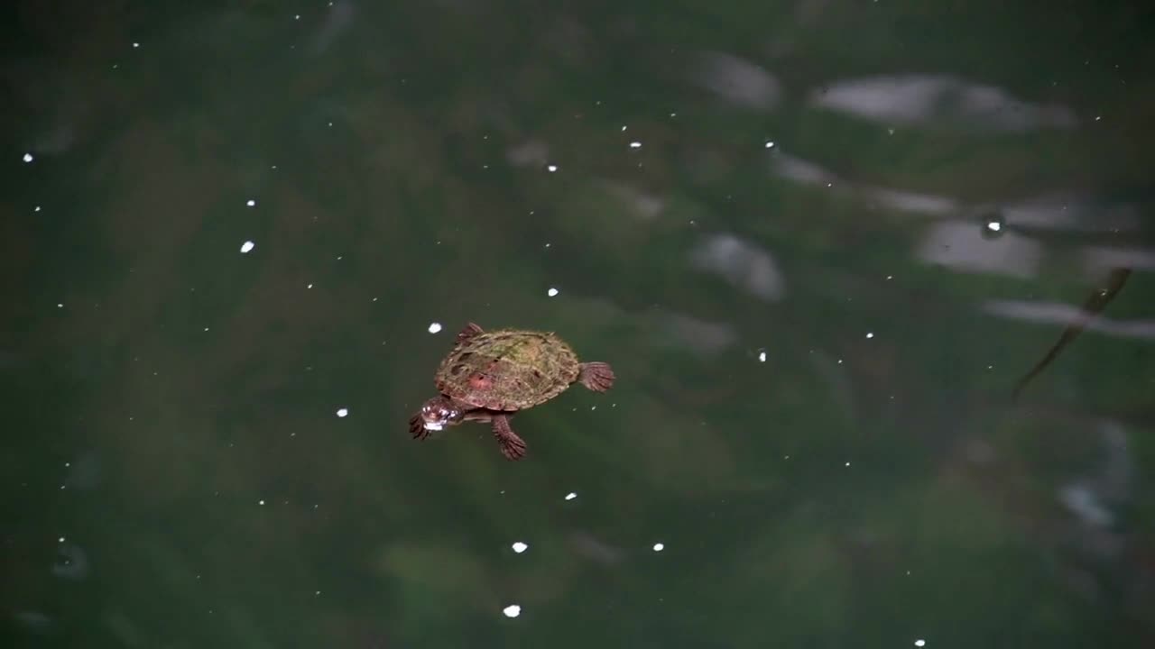 Little turtle swimming to the bottom in Mission Beach, Queensland, Australia