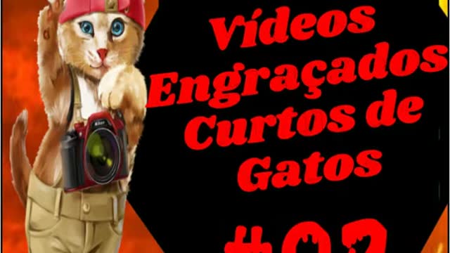 Funniest Cats shorts
