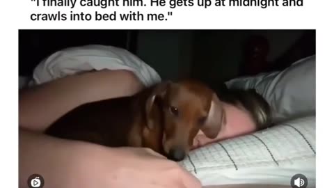 I love the way he lays his head on the pillow at the end, so cute!